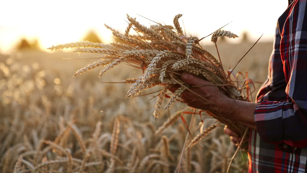Beautiful bunch of ripe wheat ears in the hands of old farmer. Dry field at sunset at blurred backdrop.