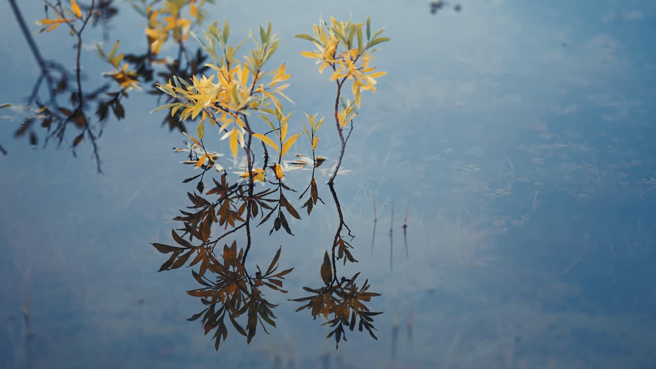 Thin twigs with yellow-green leaves stand in the shallow water