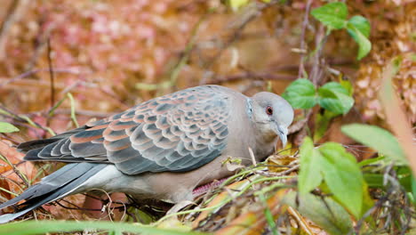 Oriental-turtle-dove-or-rufous-turtle-dove-pecking-shrub-branch-close-up-in-autumn,-South-korea