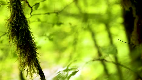 el exuberante musgo verde en el entorno sereno del bosque