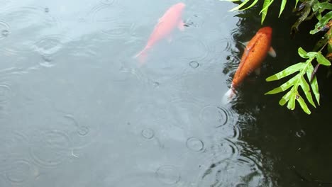 Japanische-Koi-Fische-Im-Teich-Am-Byodo-in-Tempel,-Valley-Of-The-Temples-Memorial-Park-Kahaluu,-Oahu,-Hawaii