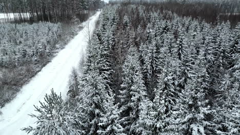 pine trees in forest covered in snow, aerial winter