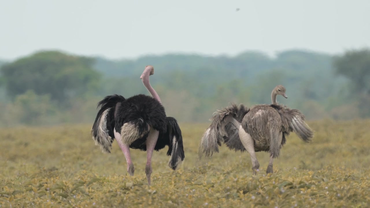Coppia di struzzi al rallentatore in Africa nel Parco Nazionale del Serengeti in Tanzania, struzzi maschio e femmina durante un safari faunistico africano, coppia di struzzi in accoppiamento che si puliscono le piume.