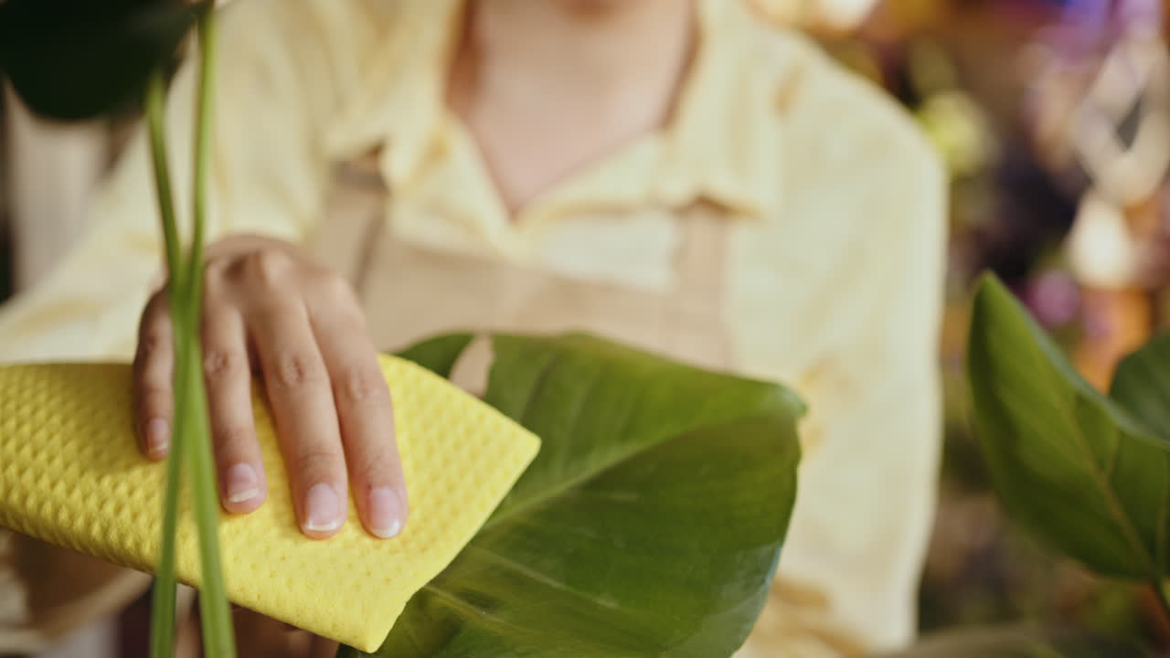 집용 식물 잎 을 청소 하는 여자