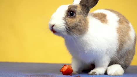 close up of charming bunny eating juicy strawberry on a yellow background