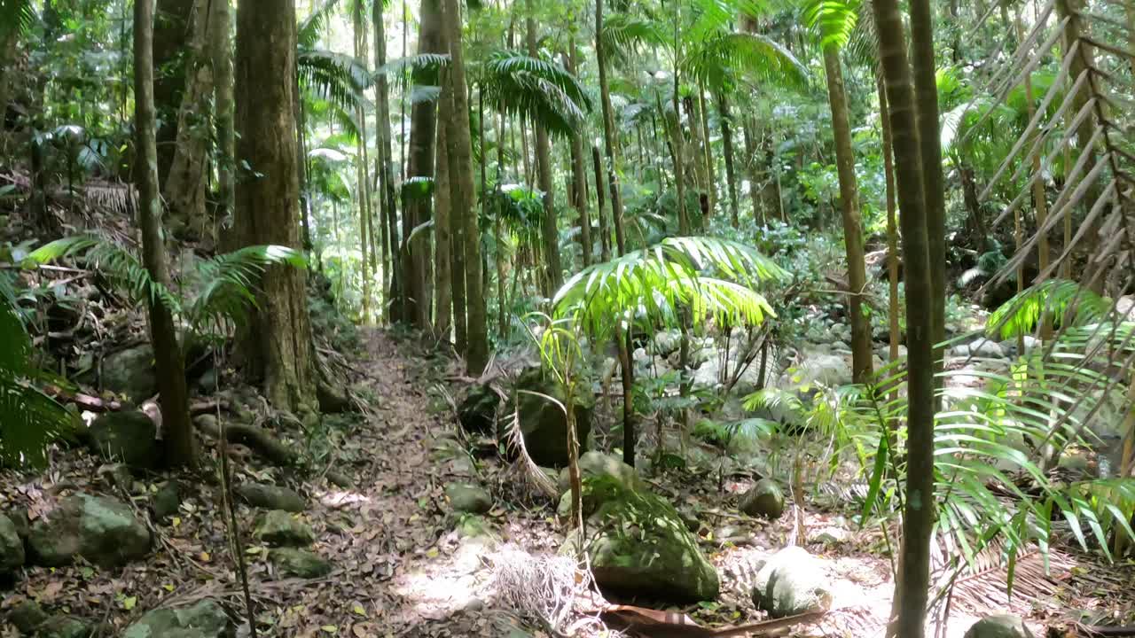 푸른 숲 을 가로질러 조용 한 산책