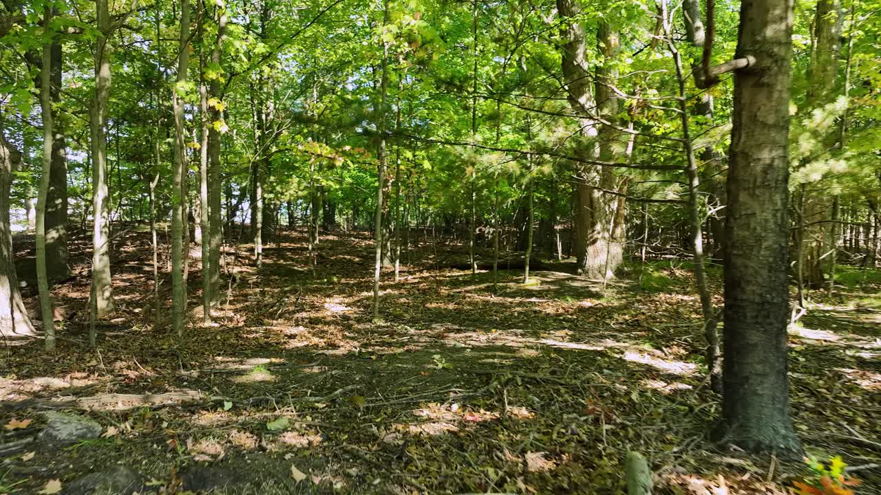 여름에 작은 숲을 걸어다니는 시점