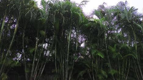 a calming video of rain in a backyard full of palms