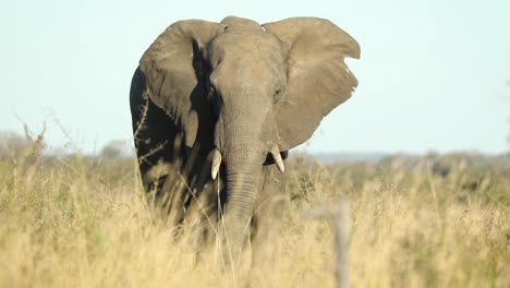 wide shot of a bull african elephant standing in the dry grass and feeding, greater kruger