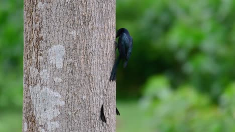 Der-Drongo-Mit-Größerem-Schlägerschwanz-Ist-Für-Seinen-Schwanz-Bekannt,-Der-Wie-Ein-Schläger-Aussieht