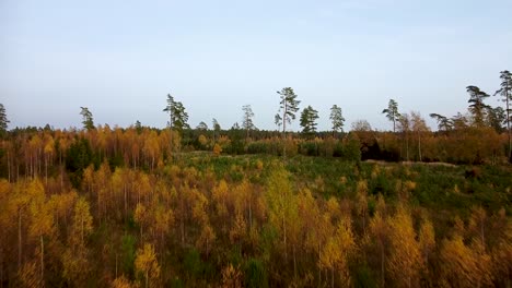 Beautiful-aerial-footage,-flying-over-colorful-autumn-forest-with-yellow-birches-and-firs,-wide-angle-ascending-drone-shot-moving-forward