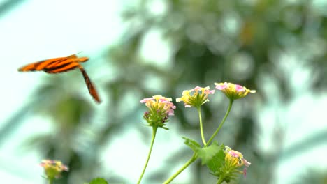 hermosa mariposa de color naranja toma el néctar de la flor y vuela lejos