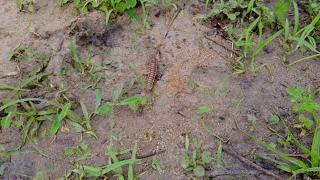 Nahaufnahme-Von-Tausendfüßlern,-Räuberischen-Arthropoden,-Die-Zur-Klasse-Chilopoda-Des-Subphylum-Myriapoda-Gehören