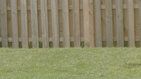 herding dog running and catching frisbee in super slow motion 06