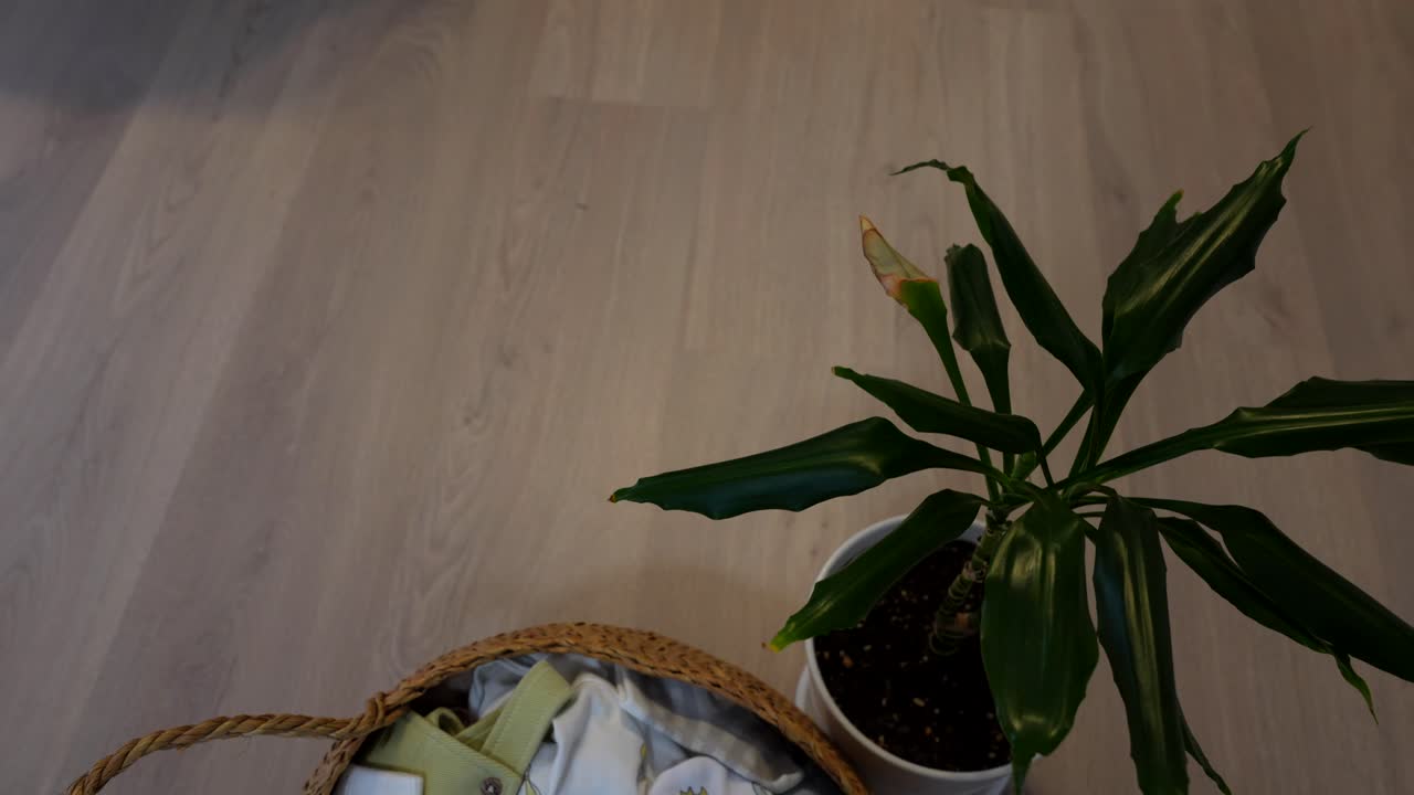 Wicker basket with dino baby clothes beside Brazil trunk plant