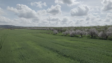 low altitude parallax of the beautiful blossom of the almond trees, next to a wheat field, a cloudy spring day with vibrant colors, families came to see it on a day off