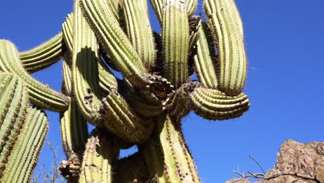 Northern-Argentina,-Jujuy,-Cactus-and-sky-in-the-background