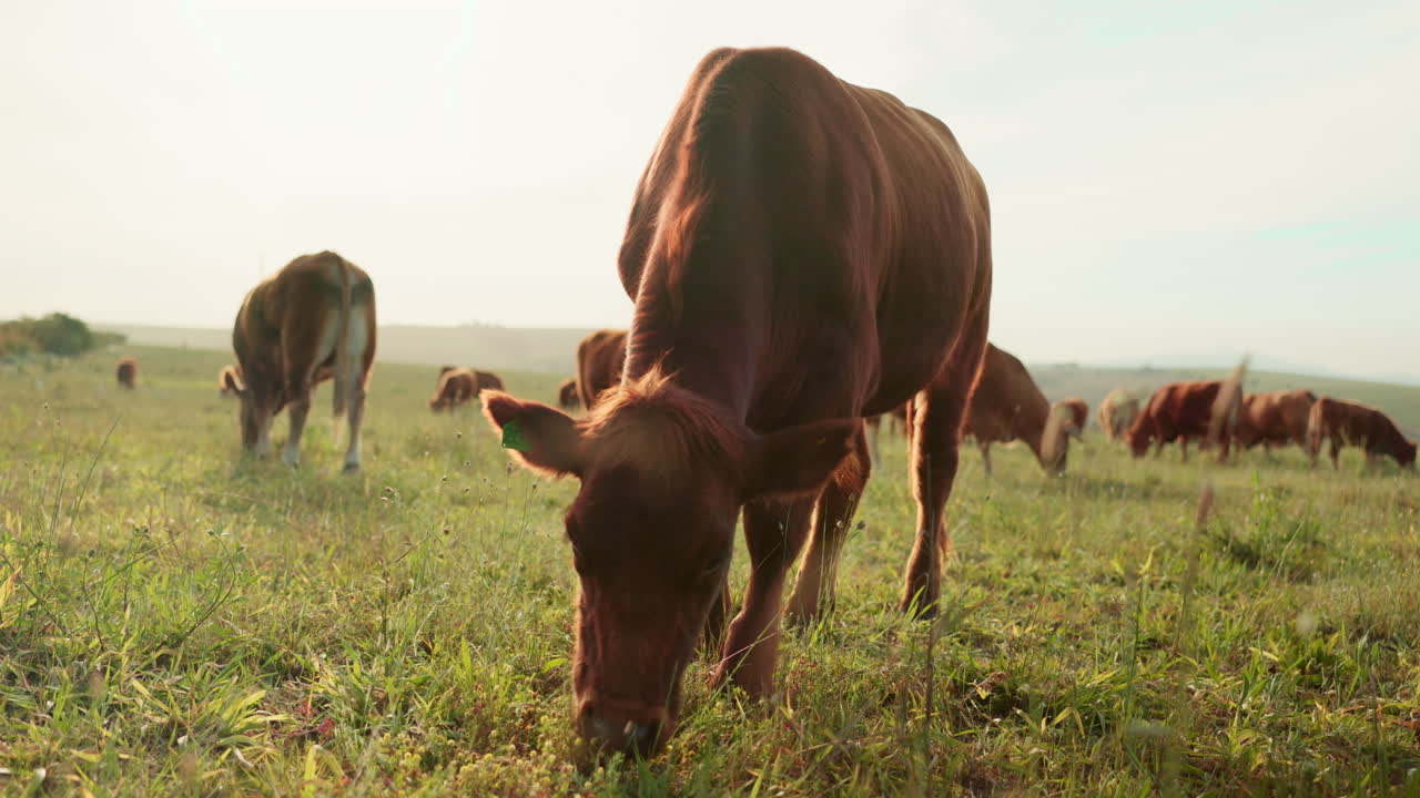 Cow, field and cattle eating grass in countryside