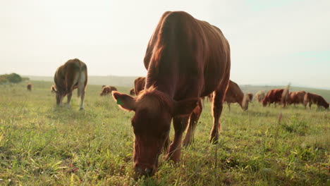 cow, field and cattle eating grass in countryside