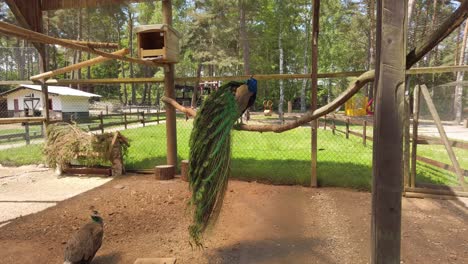 a peacock trapped in a cage. straight shot