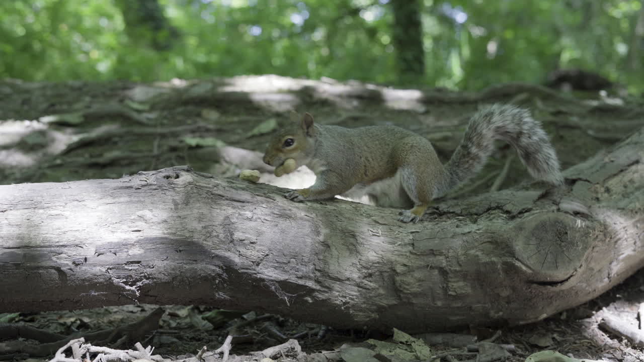 una ardilla gris recogiendo cacahuetes en el tronco del árbol con su boca en tehidy woods, cornualles, reino unido - cerrar
