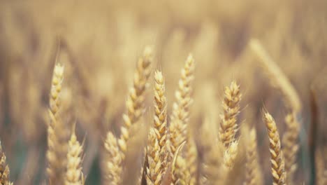 golden wheat field in the sunshine, showcasing ripe grains ready for harvest. this close-up shot captures the beauty and abundance of nature, symbolizing growth, agriculture, and healthy living.