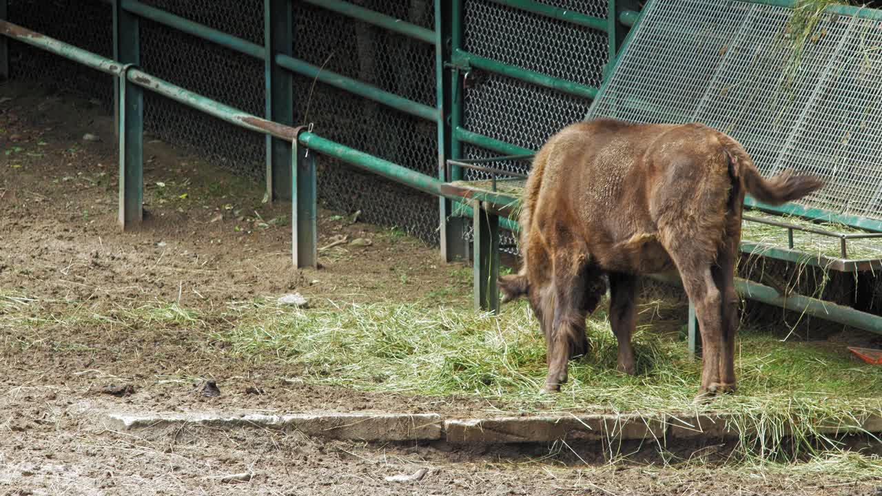European Bison Calf Eating Hay Grass In The Gdansk Zoo