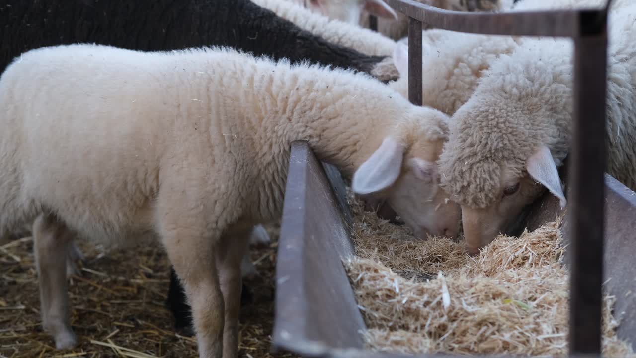 ovejas blancas comiendo