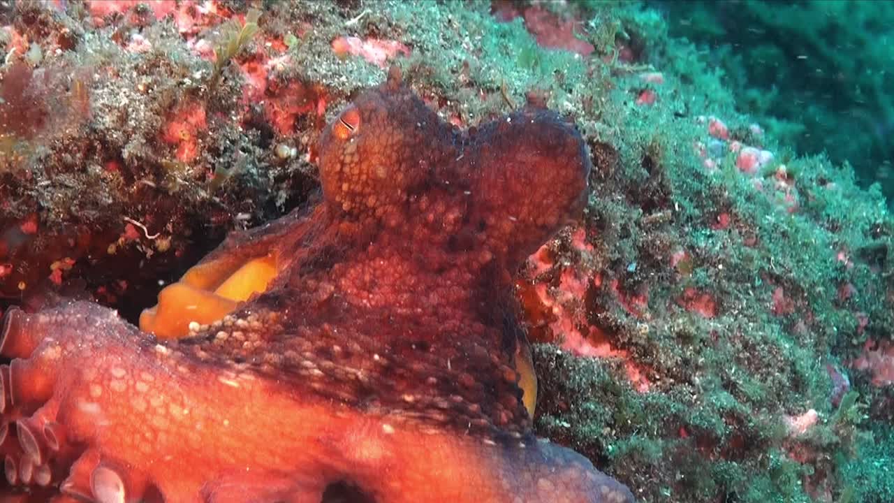 pulpo de arrecife cerca en una fuerte corriente en el mar mediterráneo