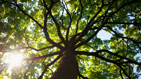 tree crown canopy