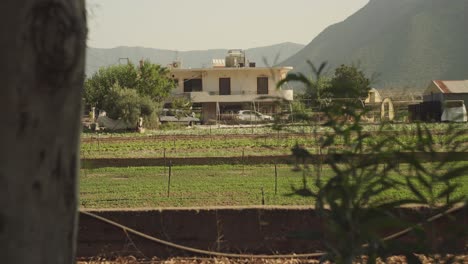 Wind-blows-greenery-in-foreground-fronting-mediterranean-farm-field-in-Leonidio-Greece