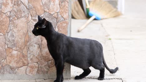 curious scared european shorthair black cat with yellow eyes - close up