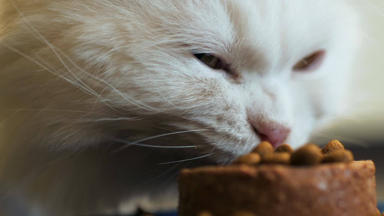 White furry cat eats with pleasure dry and canned food. Scottish Highland straight. 4k