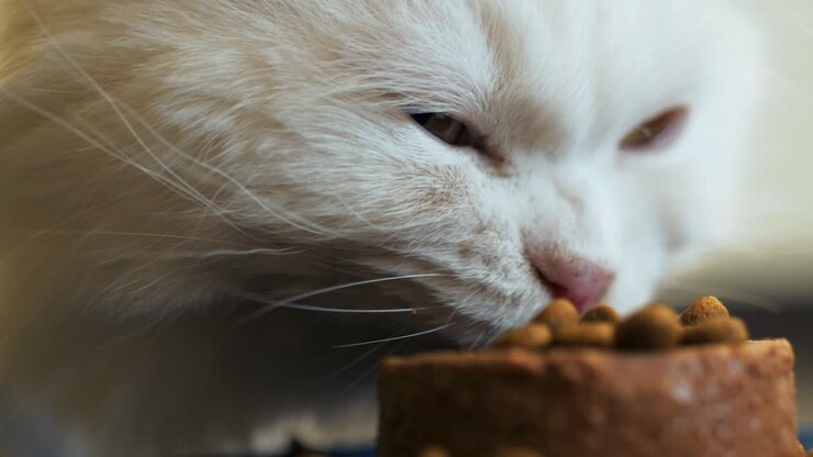 White furry cat eats with pleasure dry and canned food. Scottish Highland straight. 4k