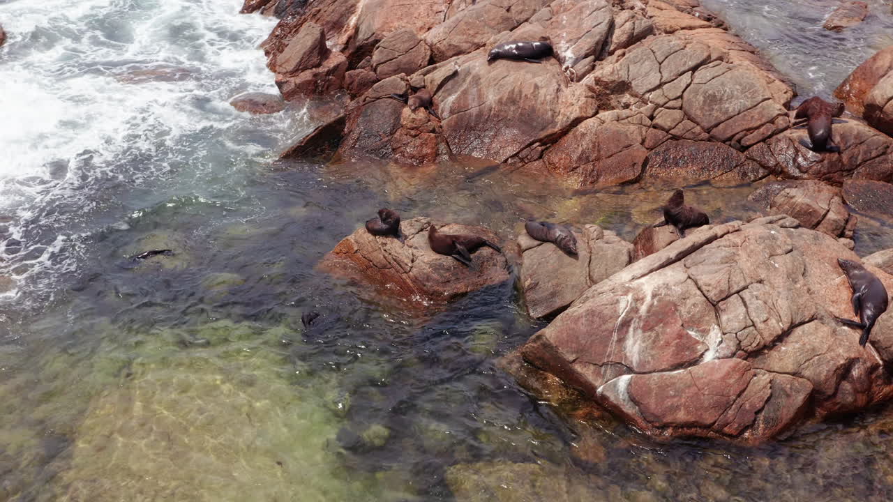 Una colonia di foche australiane sta riposando sulle rocce.