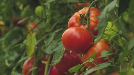 Tomatoes-in-different-colors-with-different-species-14