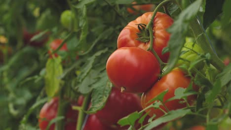 tomates en diferentes colores con diferentes especies-14