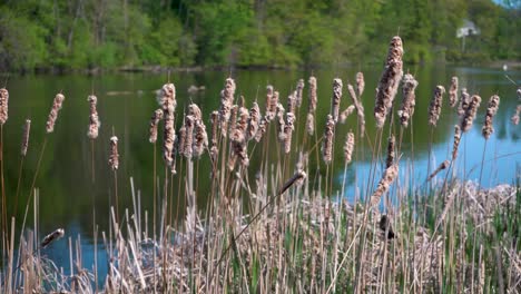 lilies by a pond pink lilies stock footage close up