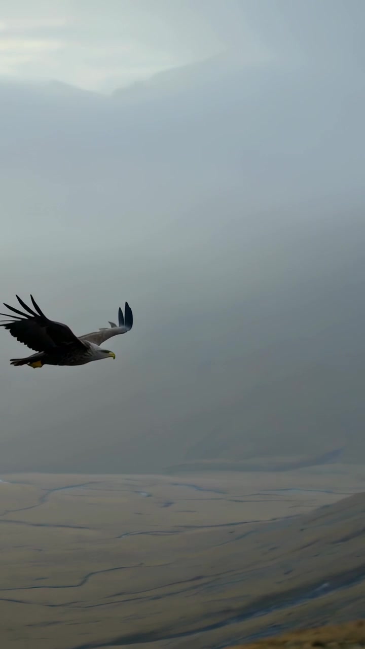 Vertical video: Entering large raptor gliding across mountain valley, tracking braided river below
