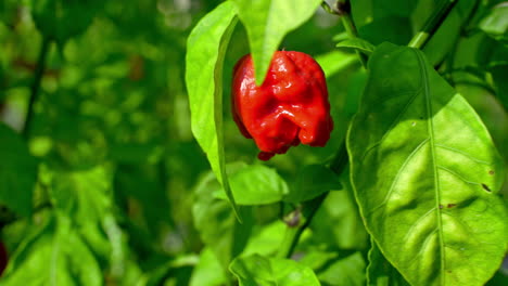 hot trinidad scorpion red pepper close up shot in a vibrant garden