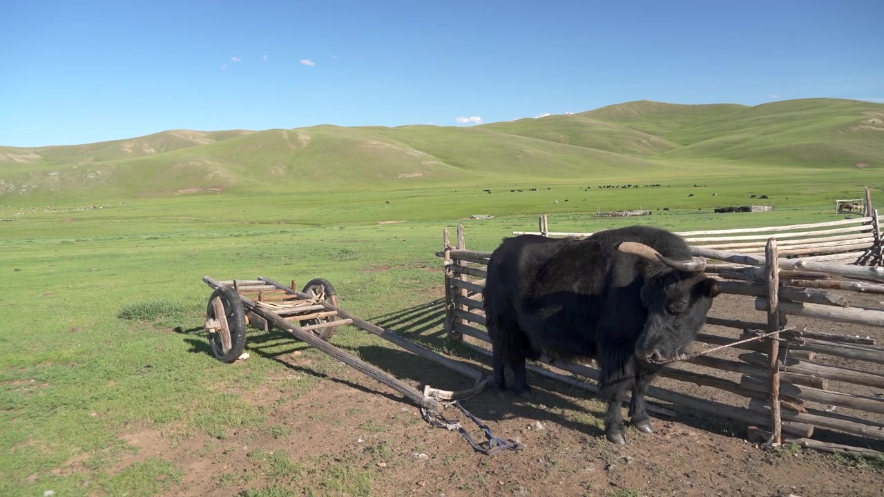 Yak nero in piedi accanto a un carro di legno nella steppa mongola