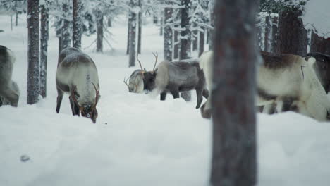 reindeer herd walking past the camera in a snowy forest in finnish lapland