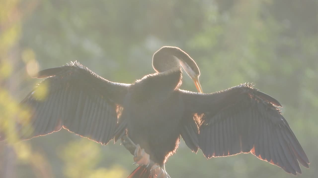 anhinga escalofriante en el área del estanque