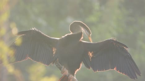 Anhinga-chilling-on-pond-area