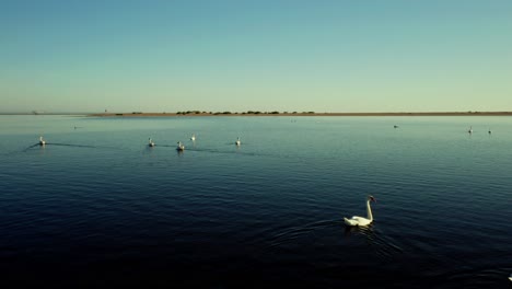 drone aerial view over swans swimming in a lake in poland