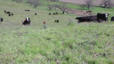 camera tilts down showing cattle until the grass takes up the whole frame