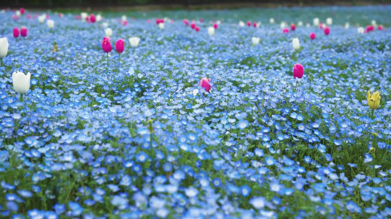 Tulips in Nemophila Field, Endless Flower Background in Maishima Seaside Park