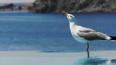 Bird-drinks-from-swimming-pool-and-flies-away,-slow-motion