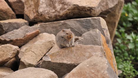 soft rotund rodent sits on rocks, alert to dangers