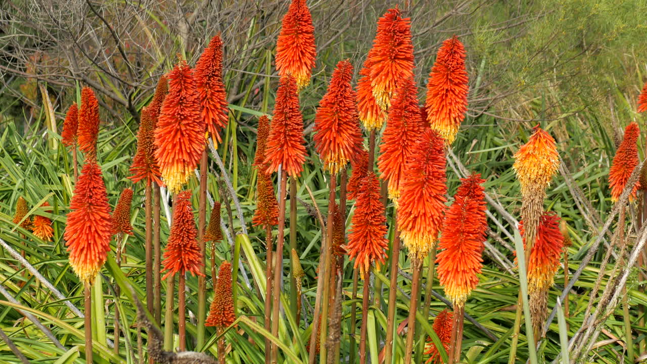 레드 핫 포커 꽃. 틸트 업 샷